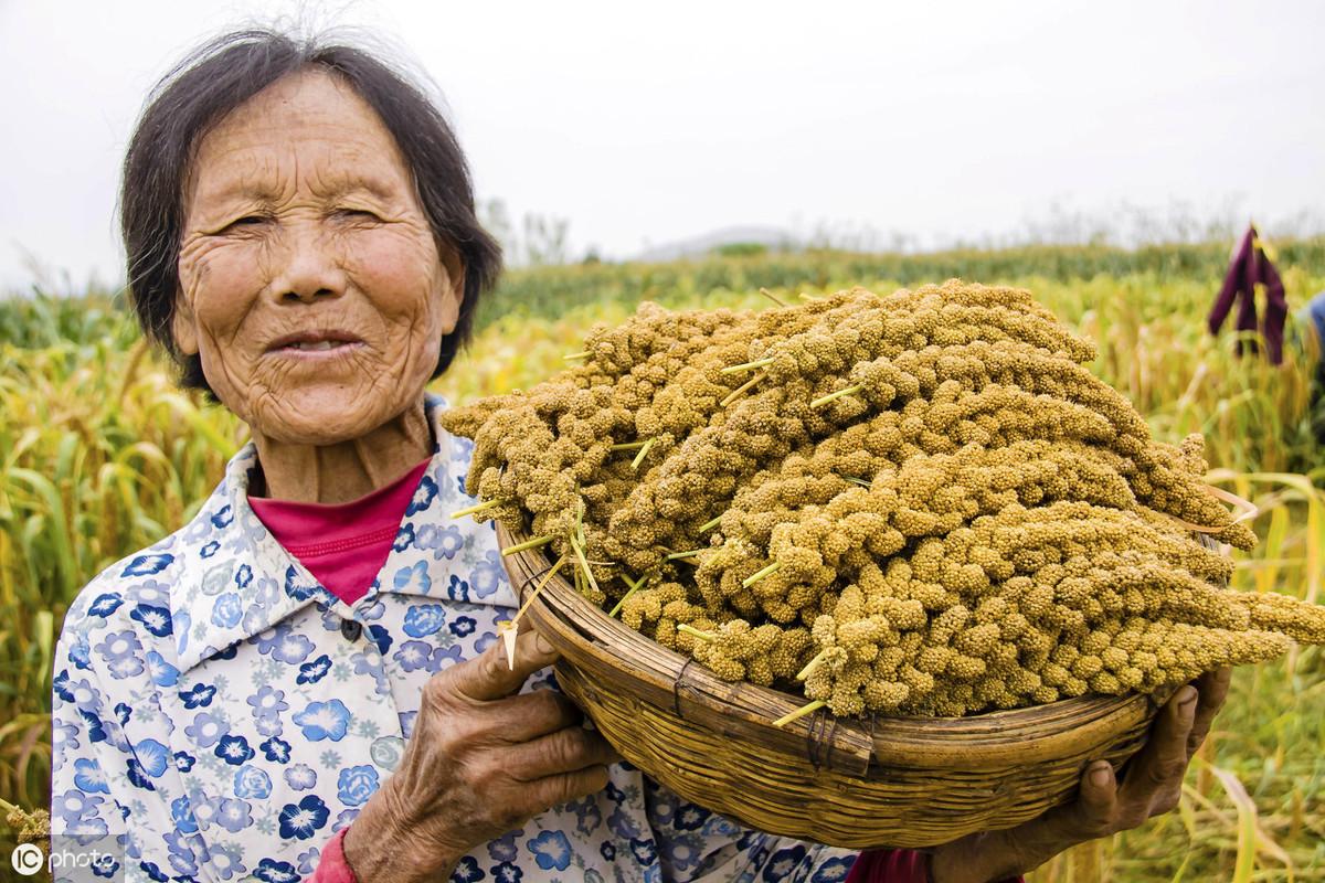 中国最新的粮食价格动态及其影响