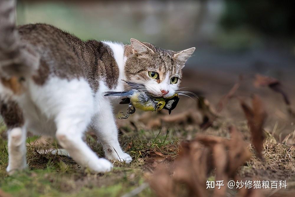 野猫最新版本的探索与体验